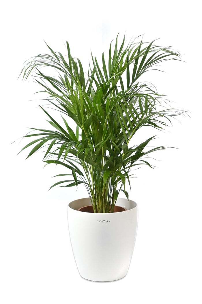 観葉植物 通販 アレカヤシ 8号鉢 ラスター白鉢カバー付 観葉植物 本物