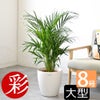 観葉植物 通販 アレカヤシ 8号鉢 ラスター白鉢カバー付 観葉植物 本物