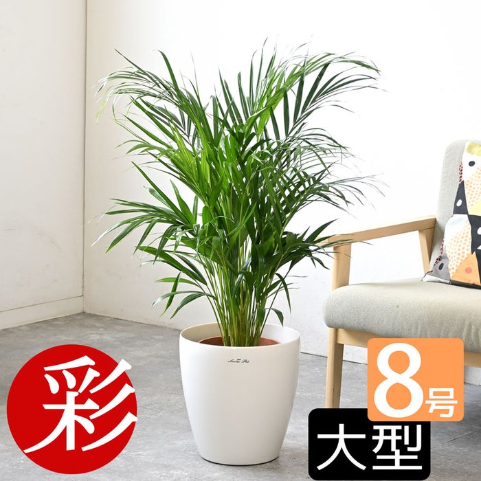観葉植物 通販 アレカヤシ 8号鉢 ラスター白鉢カバー付 観葉植物 本物