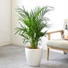観葉植物 通販 アレカヤシ 8号鉢 ラスター白鉢カバー付 観葉植物 本物