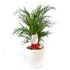 観葉植物 通販 アレカヤシ 8号鉢 ラスター白鉢カバー付 観葉植物 本物
