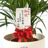 観葉植物 通販 アレカヤシ 8号鉢 ラスター白鉢カバー付 観葉植物 本物