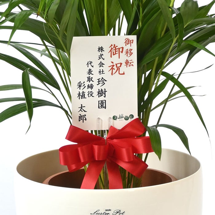 観葉植物 通販 アレカヤシ 8号鉢 ラスター白鉢カバー付 観葉植物 本物