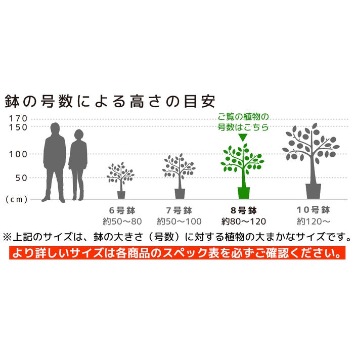 観葉植物 通販 アレカヤシ 8号鉢 ラスター白鉢カバー付 観葉植物 本物