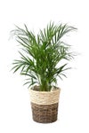 観葉植物 通販 アレカヤシ 8号鉢 ツートーン鉢カバー付 観葉植物 本物