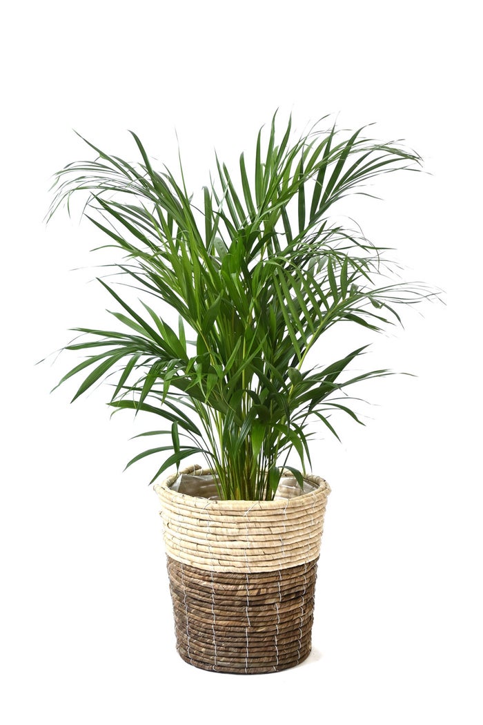 観葉植物 通販 アレカヤシ 8号鉢 ツートーン鉢カバー付 観葉植物 本物