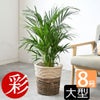 観葉植物 通販 アレカヤシ 8号鉢 ツートーン鉢カバー付 観葉植物 本物