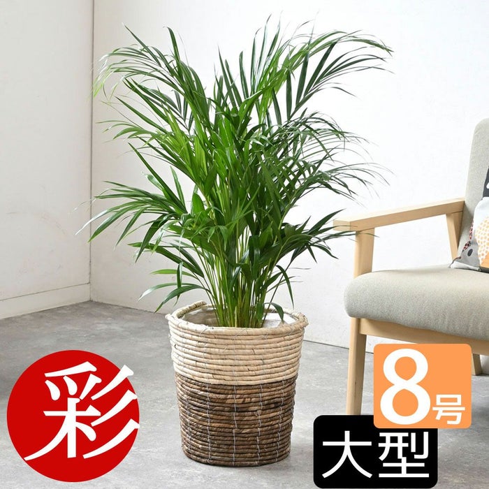 観葉植物 通販 アレカヤシ 8号鉢 ツートーン鉢カバー付 観葉植物 本物