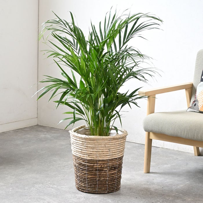 観葉植物 通販 アレカヤシ 8号鉢 ツートーン鉢カバー付 観葉植物 本物