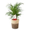 観葉植物 通販 アレカヤシ 8号鉢 ツートーン鉢カバー付 観葉植物 本物