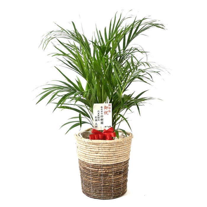 観葉植物 通販 アレカヤシ 8号鉢 ツートーン鉢カバー付 観葉植物 本物