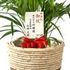 観葉植物 通販 アレカヤシ 8号鉢 ツートーン鉢カバー付 観葉植物 本物