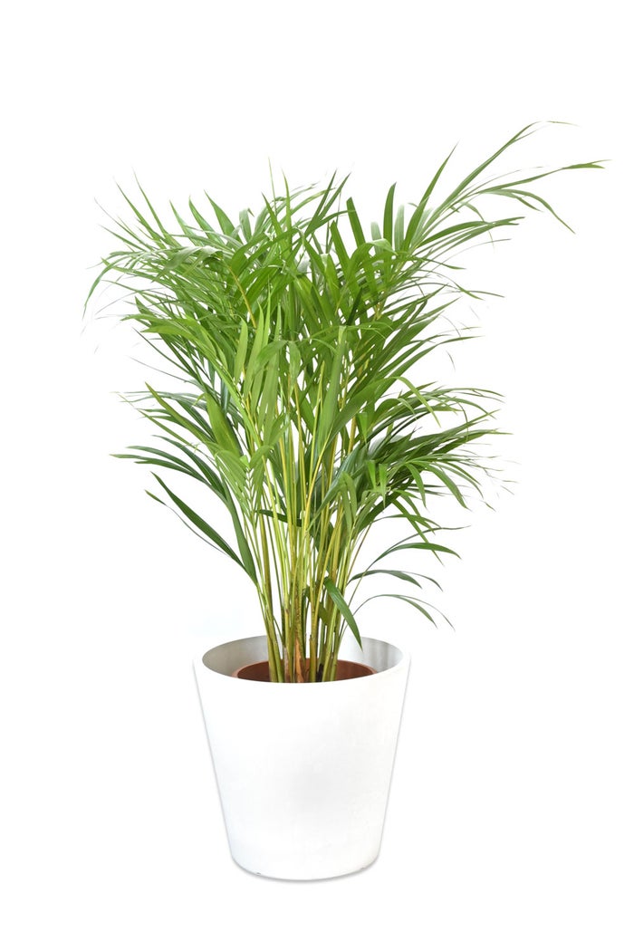 観葉植物 通販 アレカヤシ 8号鉢 ガルボ鉢カバー付 観葉植物 本物