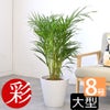 観葉植物 通販 アレカヤシ 8号鉢 ガルボ鉢カバー付 観葉植物 本物