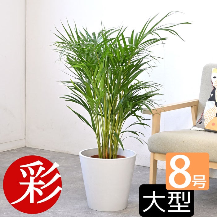 観葉植物 通販 アレカヤシ 8号鉢 ガルボ鉢カバー付 観葉植物 本物