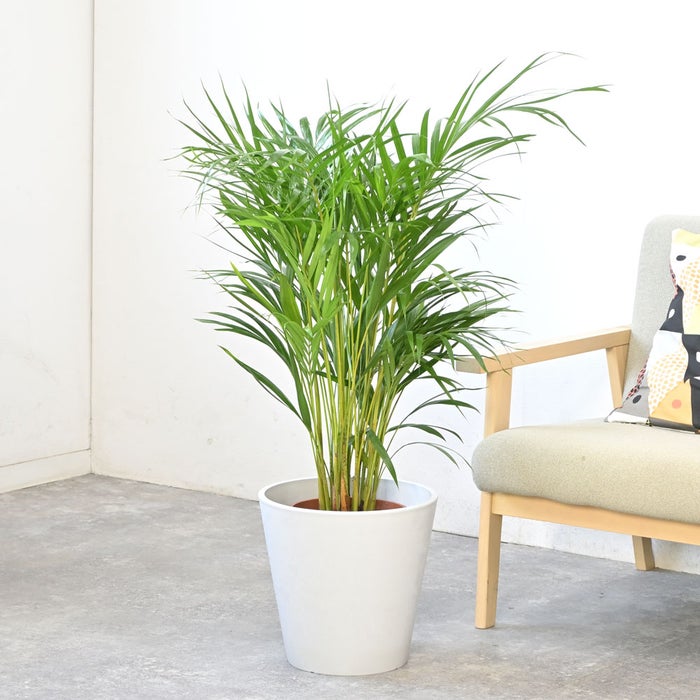 観葉植物 通販 アレカヤシ 8号鉢 ガルボ鉢カバー付 観葉植物 本物