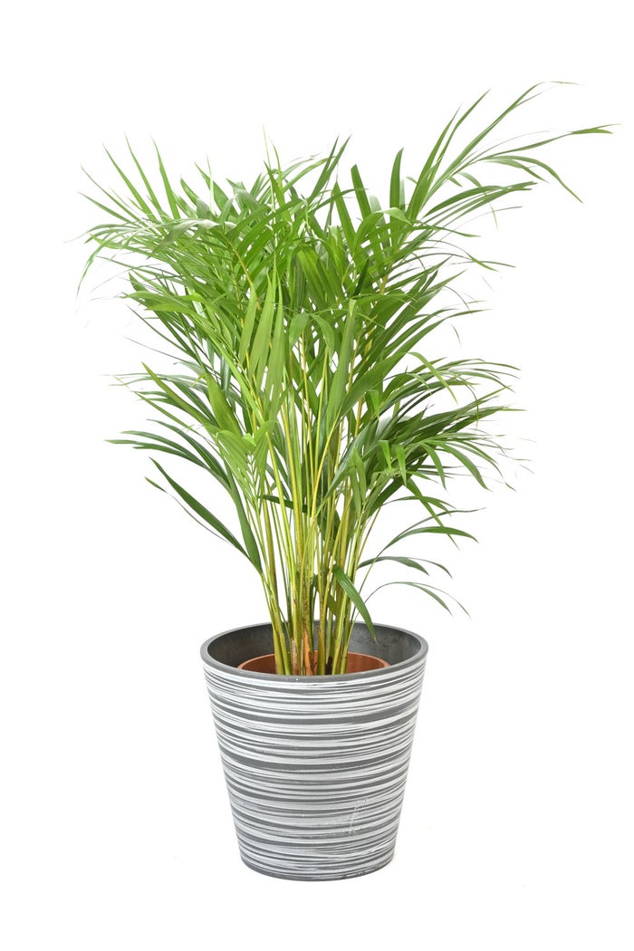 観葉植物 通販 アレカヤシ 8号鉢 エコフレンドリーポット鉢カバー付 観葉植物 本物