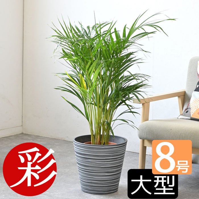 観葉植物 通販 アレカヤシ 8号鉢 エコフレンドリーポット鉢カバー付 観葉植物 本物