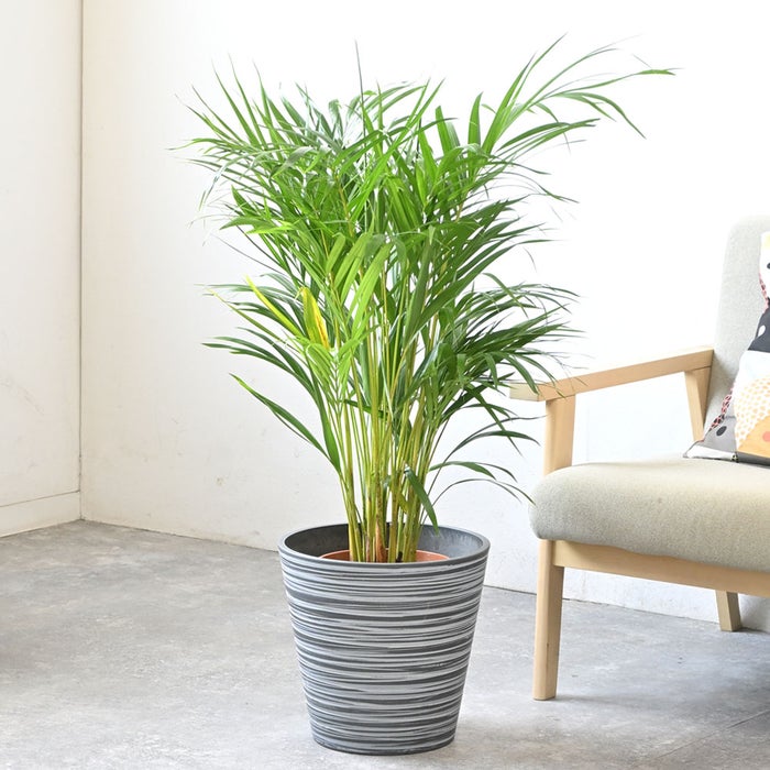 観葉植物 通販 アレカヤシ 8号鉢 エコフレンドリーポット鉢カバー付 観葉植物 本物