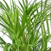観葉植物 通販 アレカヤシ 8号鉢 エコフレンドリーポット鉢カバー付 観葉植物 本物