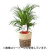 観葉植物 通販 アレカヤシ 8号鉢 エコフレンドリーポット鉢カバー付 観葉植物 本物