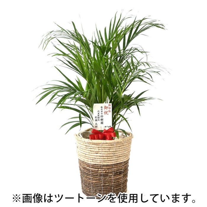 観葉植物 通販 アレカヤシ 8号鉢 エコフレンドリーポット鉢カバー付 観葉植物 本物