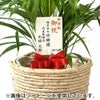 観葉植物 通販 アレカヤシ 8号鉢 エコフレンドリーポット鉢カバー付 観葉植物 本物