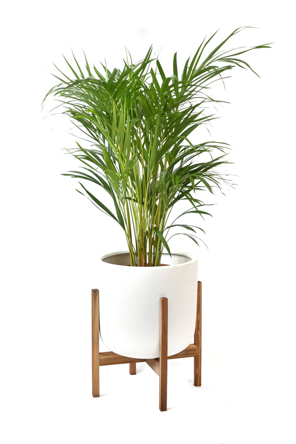 観葉植物 通販 アレカヤシ 8号鉢 ルーケト鉢カバー付 観葉植物 本物
