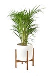 観葉植物 通販 アレカヤシ 8号鉢 ルーケト鉢カバー付 観葉植物 本物