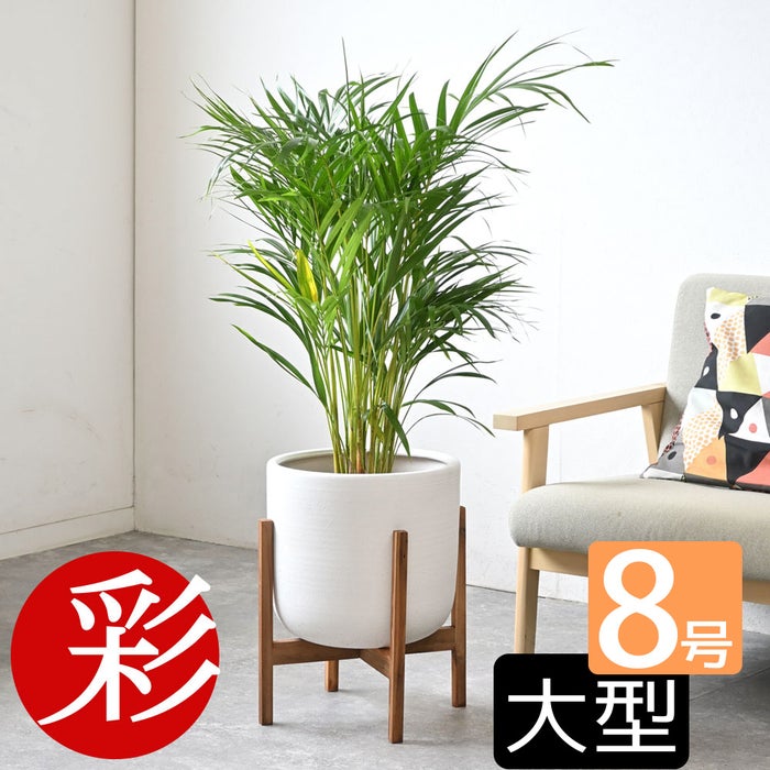観葉植物 通販 アレカヤシ 8号鉢 ルーケト鉢カバー付 観葉植物 本物