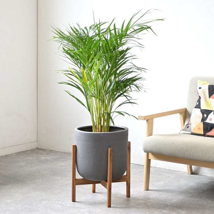 観葉植物 通販 アレカヤシ 8号鉢 ルーケト鉢カバー付 観葉植物 本物