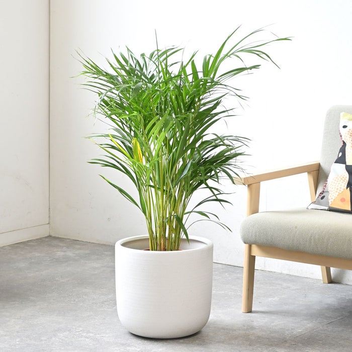 観葉植物 通販 アレカヤシ 8号鉢 ルーケト鉢カバー付 観葉植物 本物