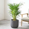 観葉植物 通販 アレカヤシ 8号鉢 ルーケト鉢カバー付 観葉植物 本物