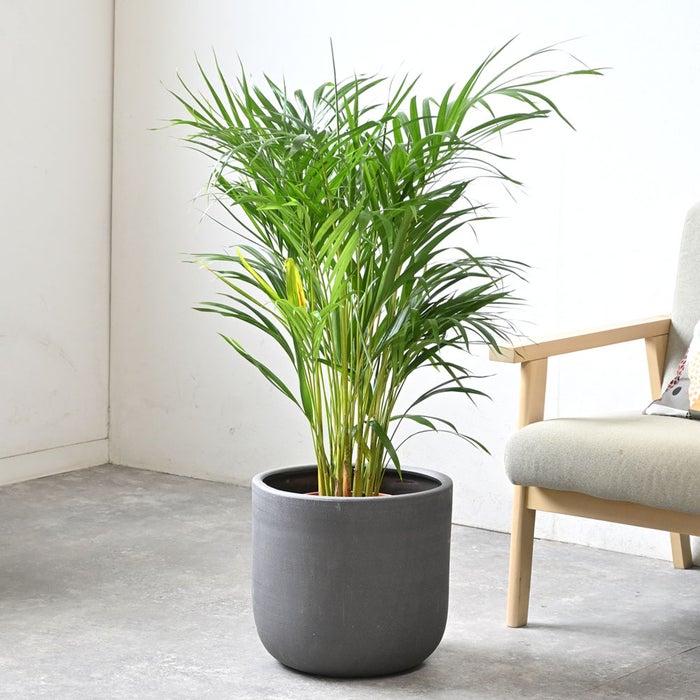 観葉植物 通販 アレカヤシ 8号鉢 ルーケト鉢カバー付 観葉植物 本物