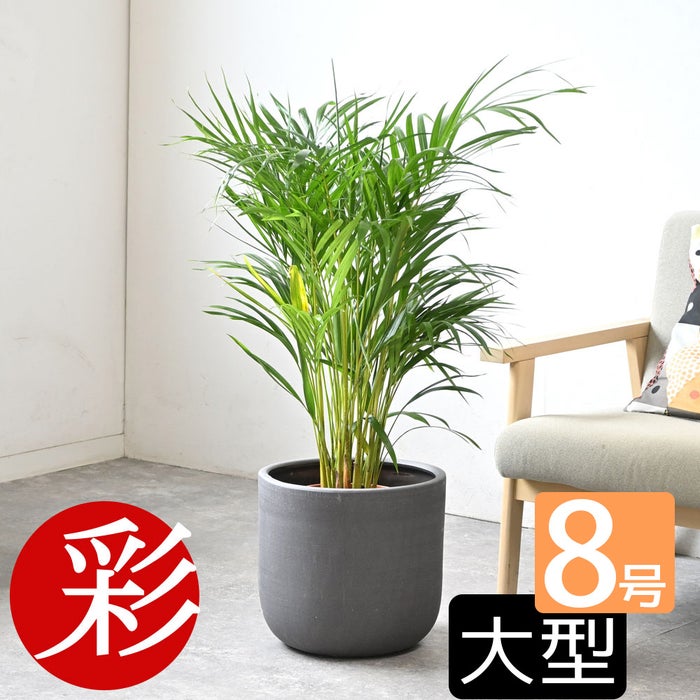 観葉植物 通販 アレカヤシ 8号鉢 ルーケト鉢カバー付 観葉植物 本物