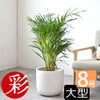 観葉植物 通販 アレカヤシ 8号鉢 ルーケト鉢カバー付 観葉植物 本物