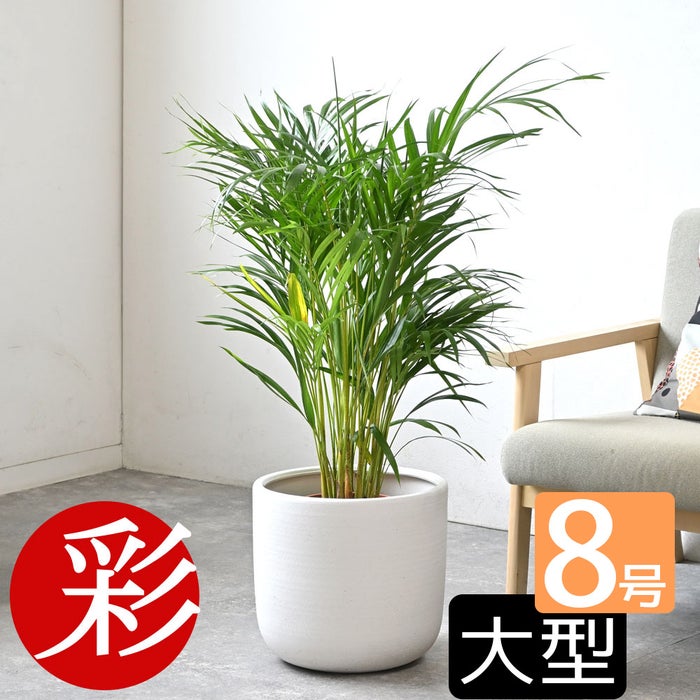 観葉植物 通販 アレカヤシ 8号鉢 ルーケト鉢カバー付 観葉植物 本物