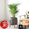 観葉植物 通販 アレカヤシ 8号鉢 ルーケト鉢カバー付 観葉植物 本物