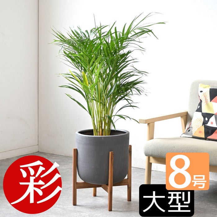 観葉植物 通販 アレカヤシ 8号鉢 ルーケト鉢カバー付 観葉植物 本物