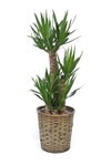 観葉植物 通販 ユッカ 8号鉢 キャラメルブラウン鉢カバー付 観葉植物 本物
