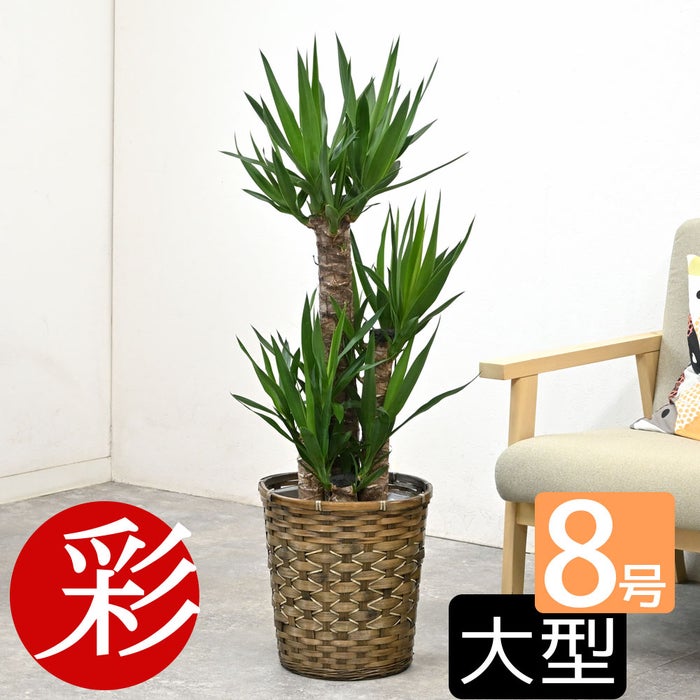 観葉植物 通販 ユッカ 8号鉢 キャラメルブラウン鉢カバー付 観葉植物 本物