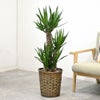 観葉植物 通販 ユッカ 8号鉢 キャラメルブラウン鉢カバー付 観葉植物 本物