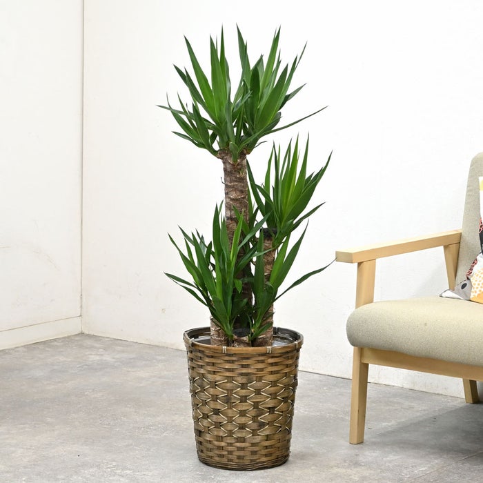 観葉植物 通販 ユッカ 8号鉢 キャラメルブラウン鉢カバー付 観葉植物 本物