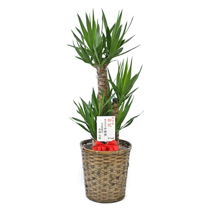 観葉植物 通販 ユッカ 8号鉢 キャラメルブラウン鉢カバー付 観葉植物 本物
