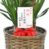 観葉植物 通販 ユッカ 8号鉢 キャラメルブラウン鉢カバー付 観葉植物 本物