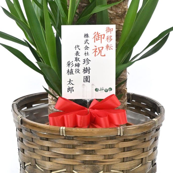 観葉植物 通販 ユッカ 8号鉢 キャラメルブラウン鉢カバー付 観葉植物 本物