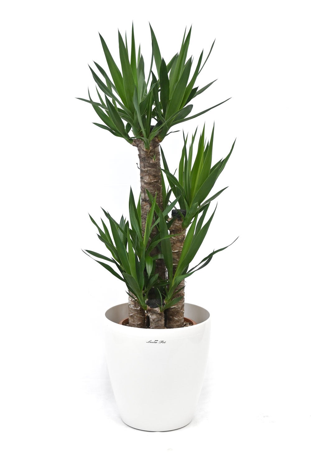 観葉植物 通販 ユッカ 8号鉢 ラスター白鉢カバー付 観葉植物 本物