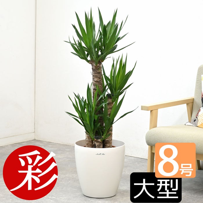 観葉植物 通販 ユッカ 8号鉢 ラスター白鉢カバー付 観葉植物 本物
