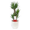 観葉植物 通販 ユッカ 8号鉢 ラスター白鉢カバー付 観葉植物 本物