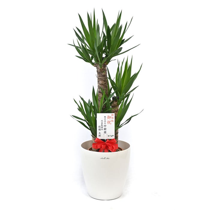 観葉植物 通販 ユッカ 8号鉢 ラスター白鉢カバー付 観葉植物 本物